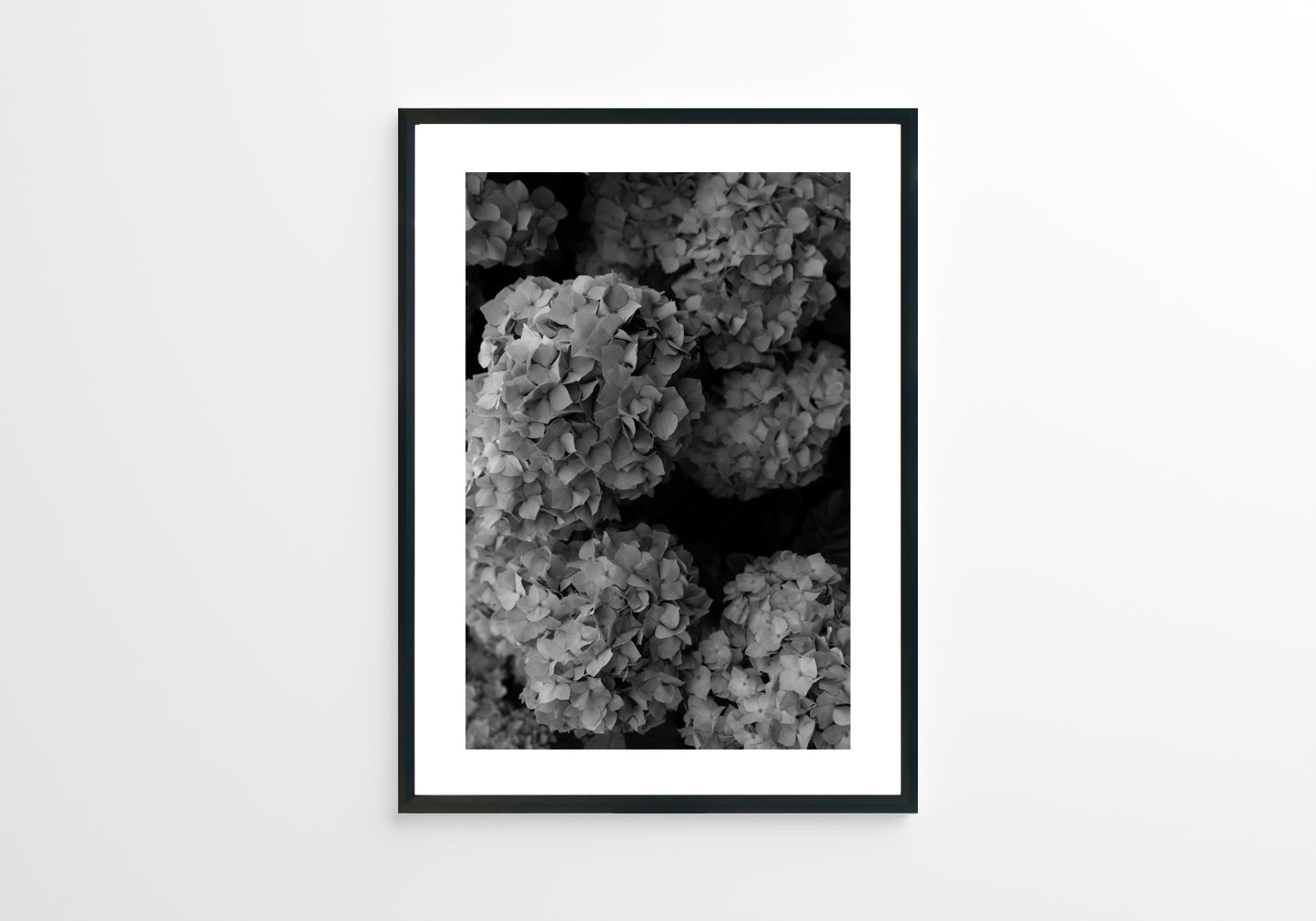 White & Black Hydrangeas 01