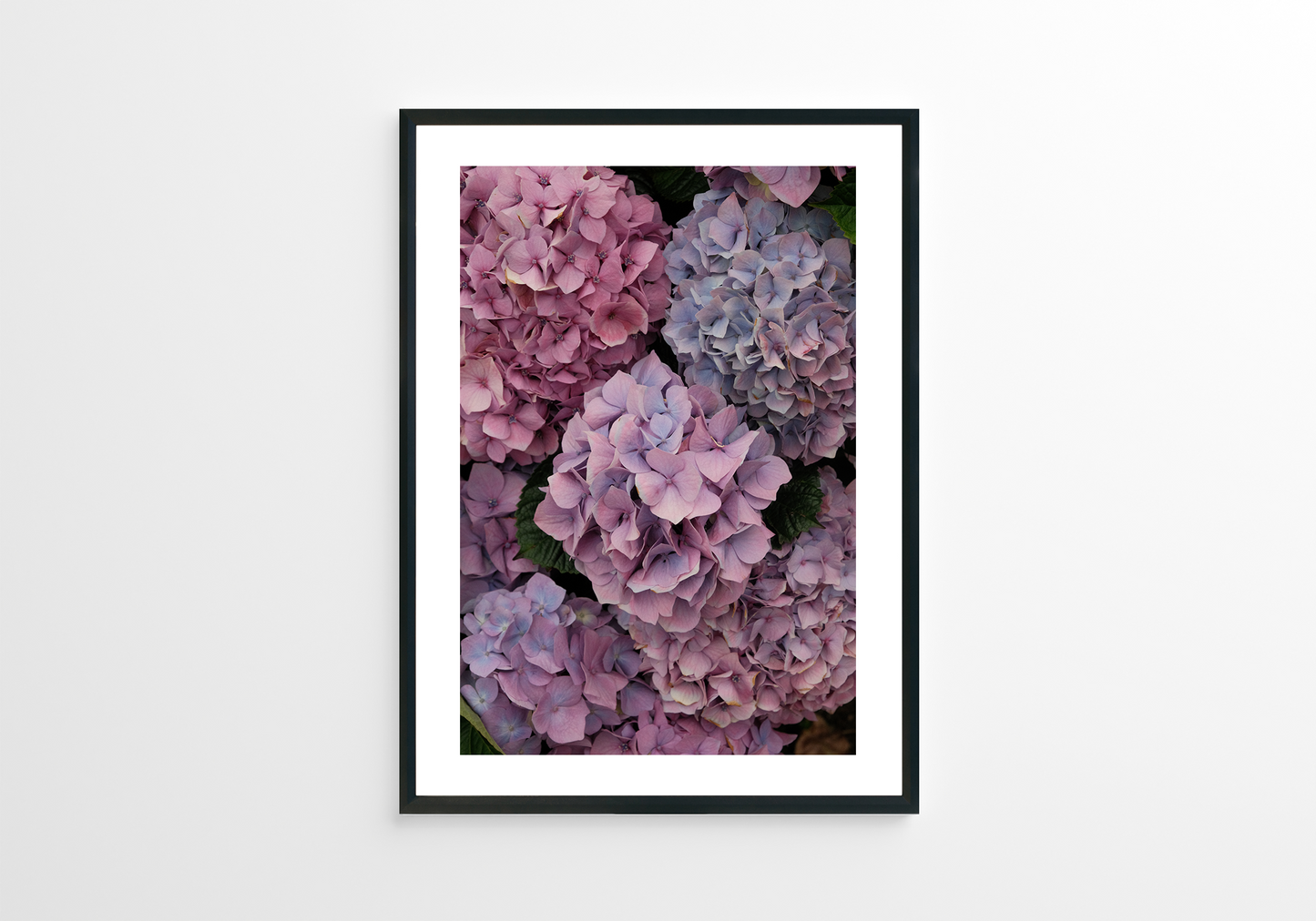 Pink hydrangeas 01