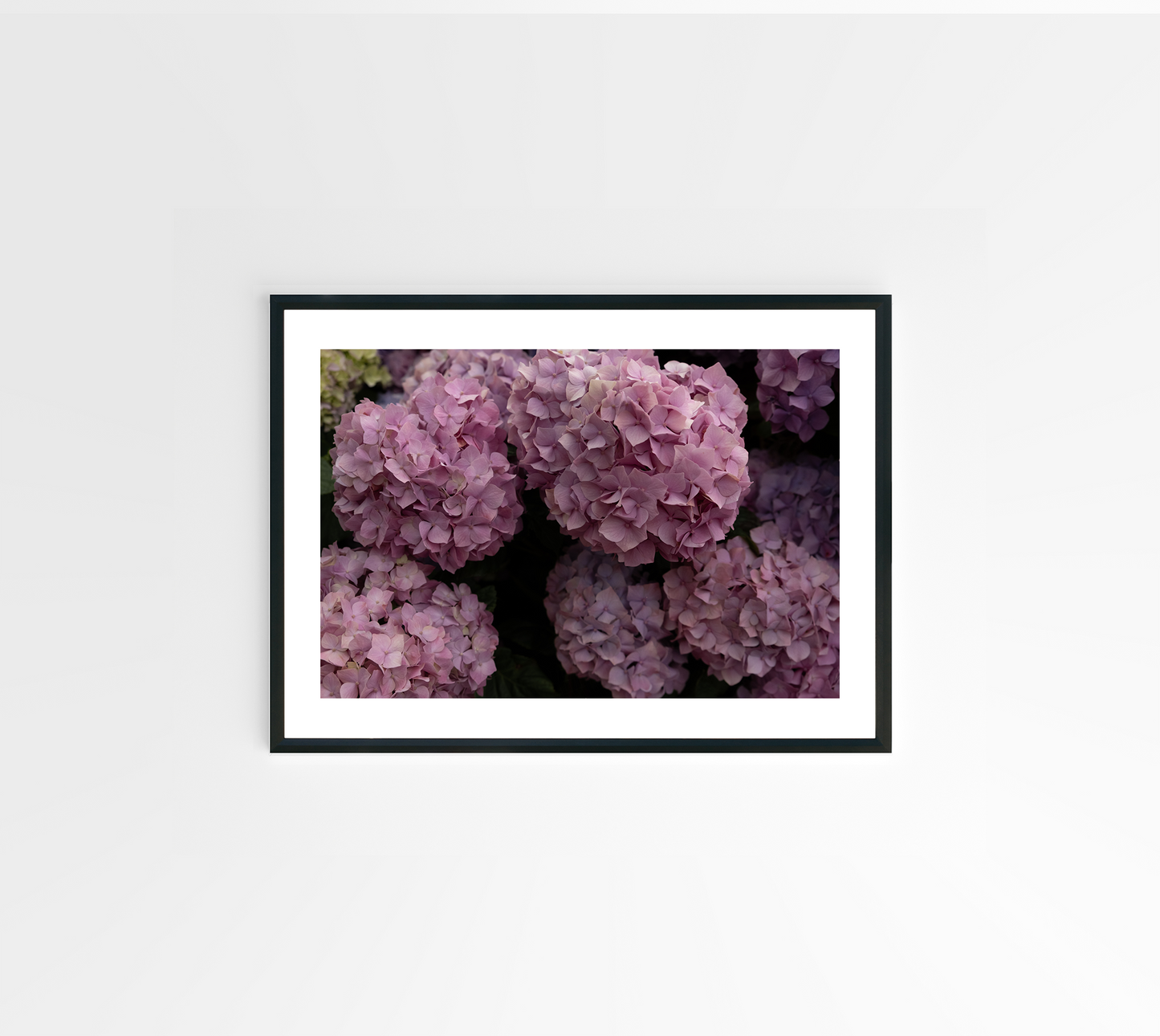 Pink Hydrangeas 02