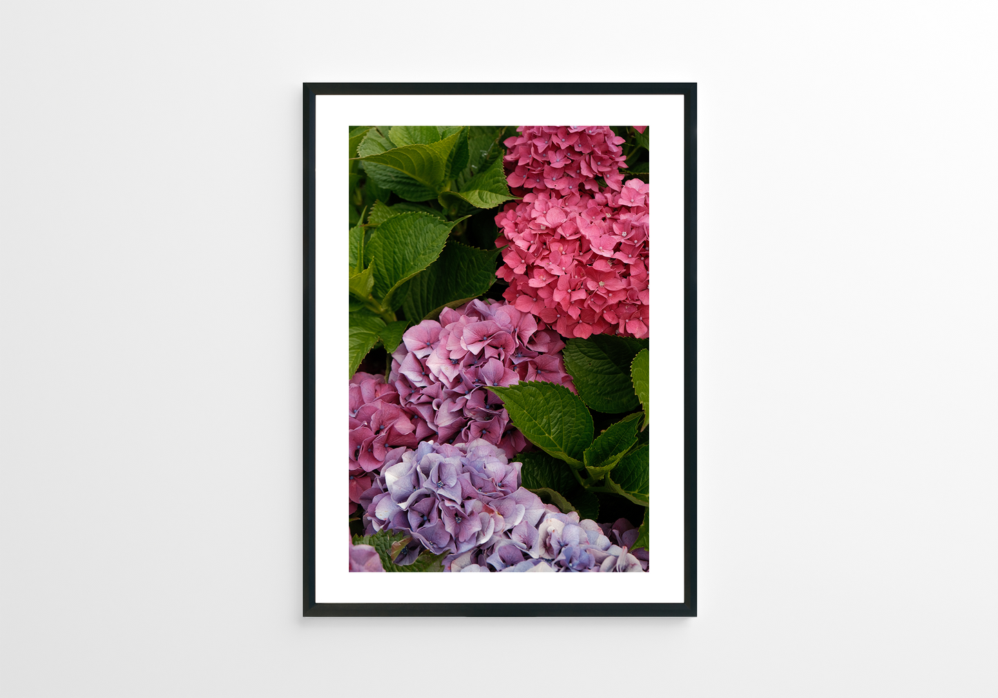 Pink Hydrangeas 03