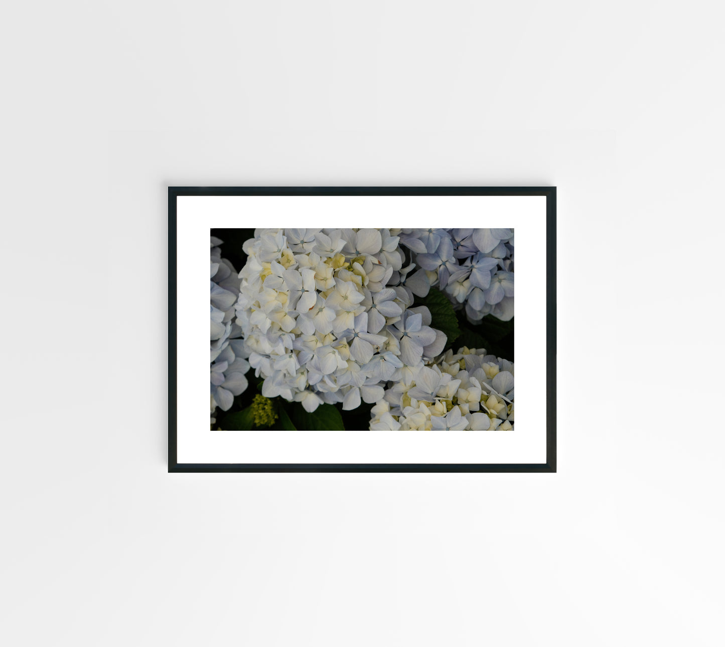White Hydrangeas