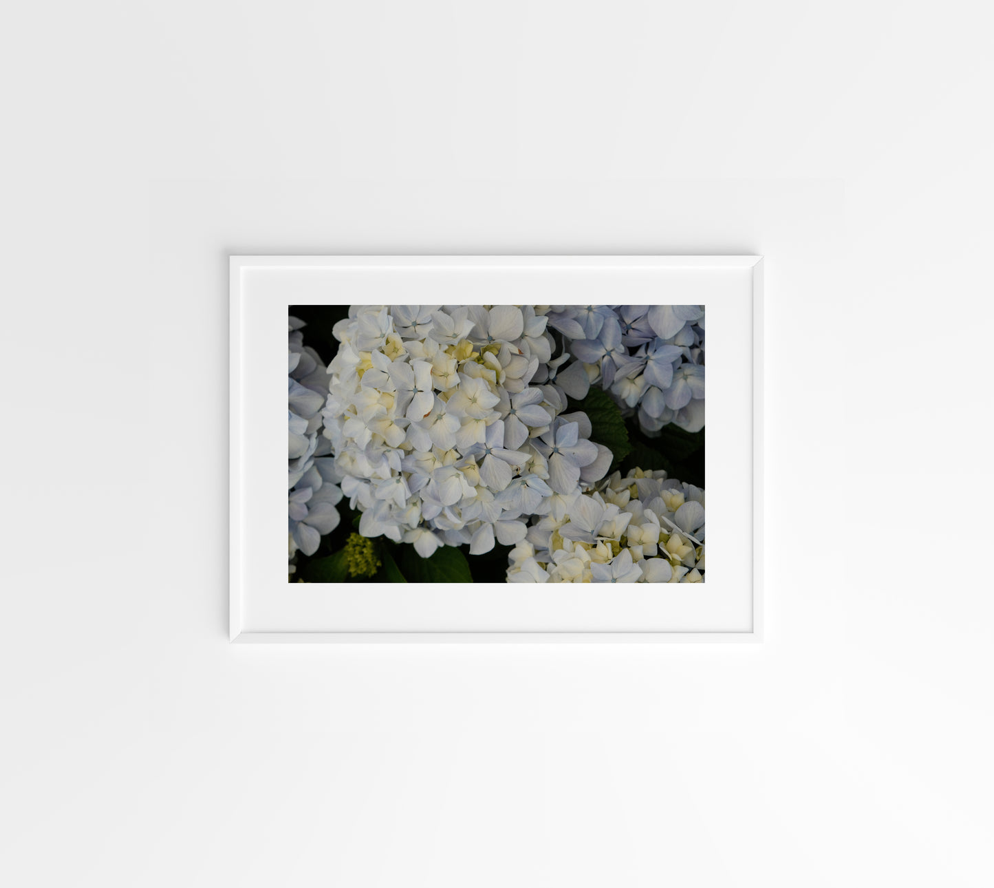 White Hydrangeas