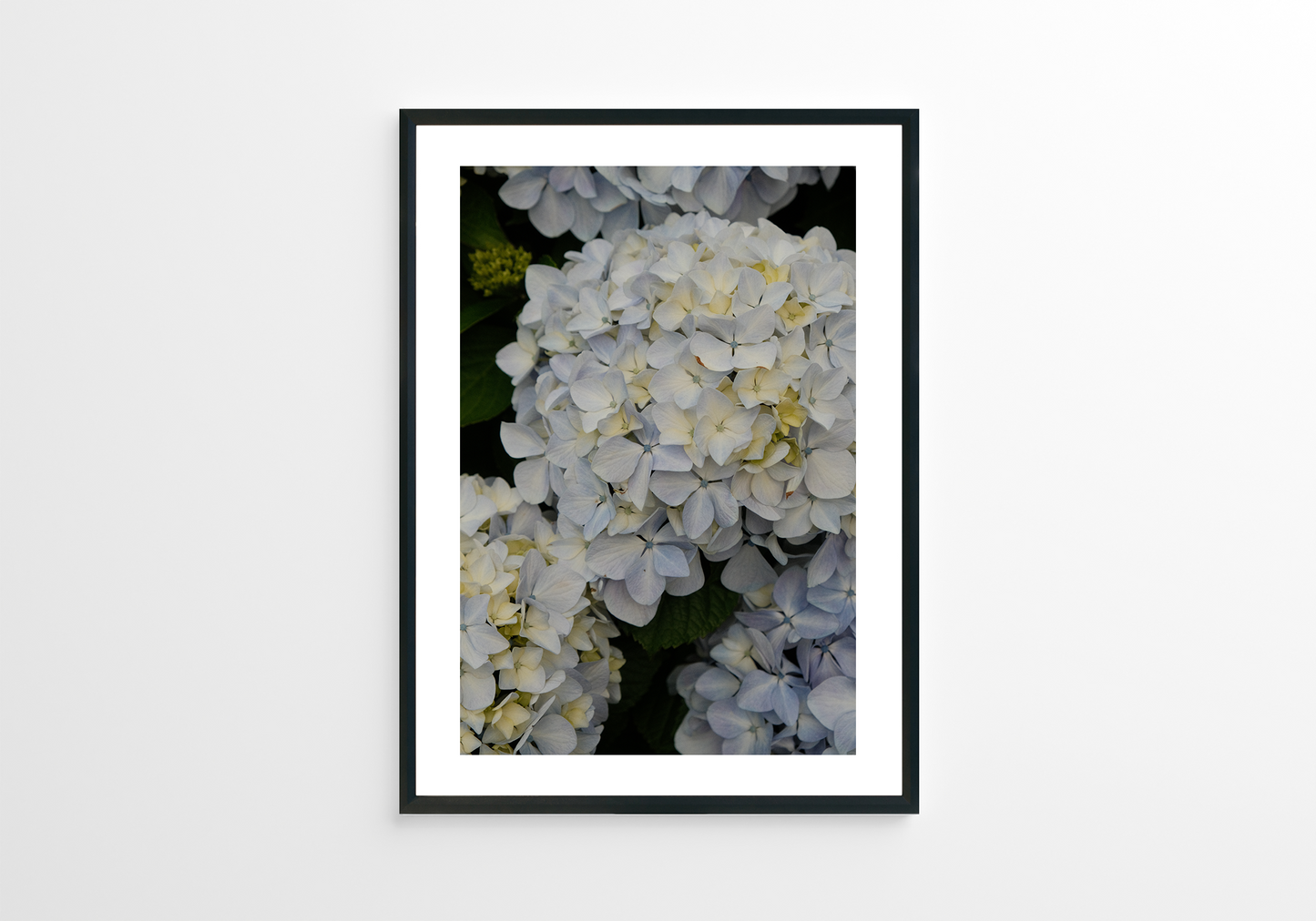 White Hydrangeas