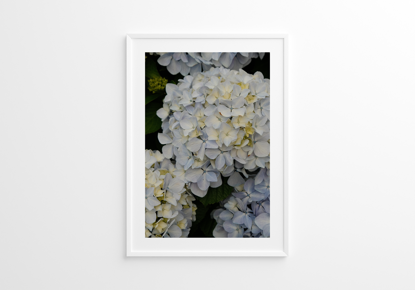 White Hydrangeas