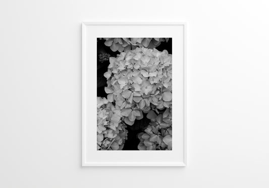 White and Black Hydrangea 02