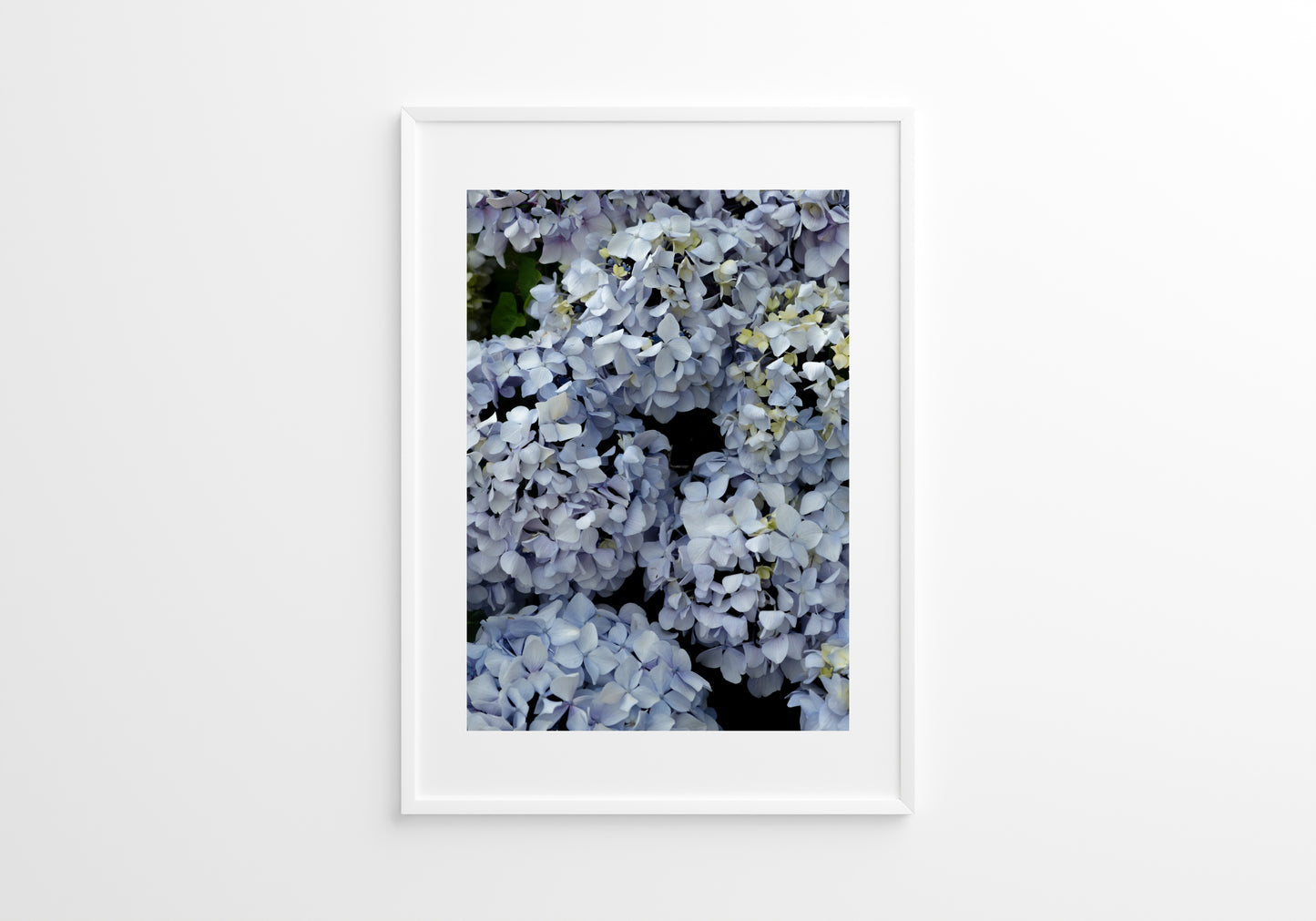 Blue Hydrangeas 01