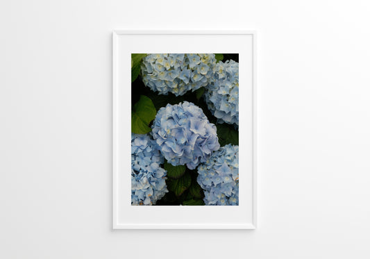 Blue Hydrangeas 02