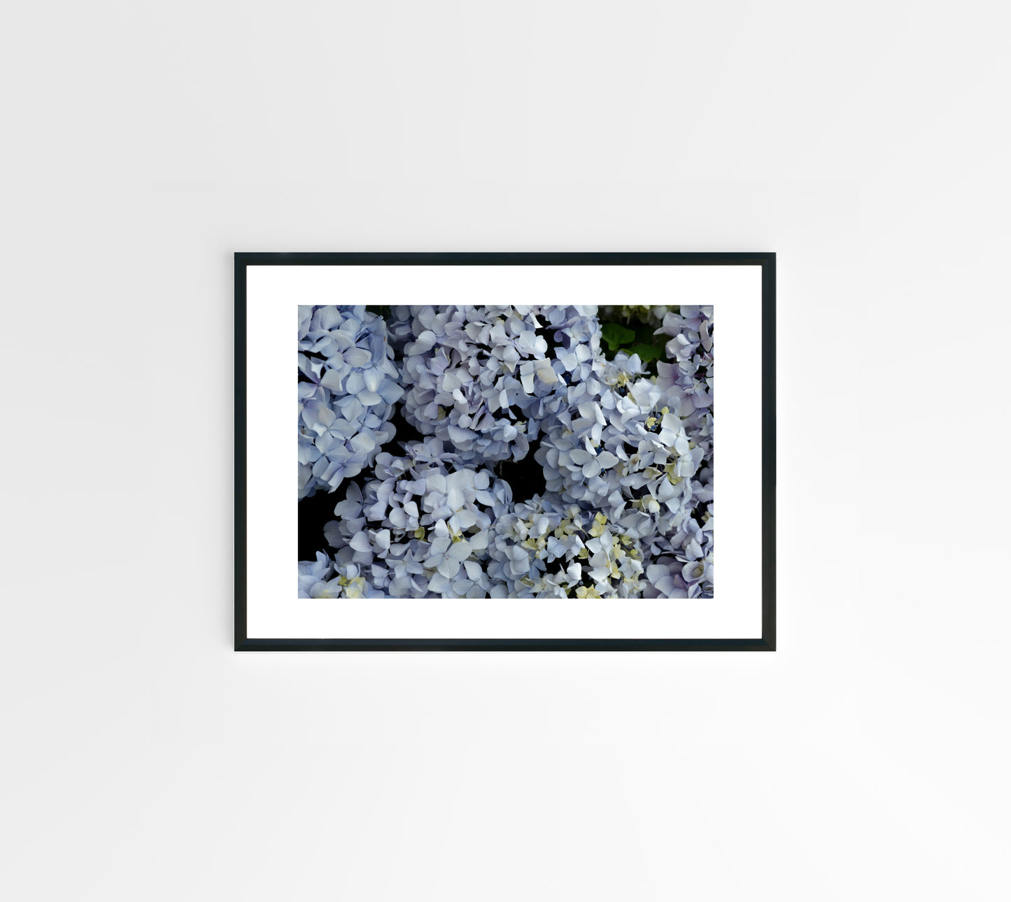 Blue Hydrangeas 01