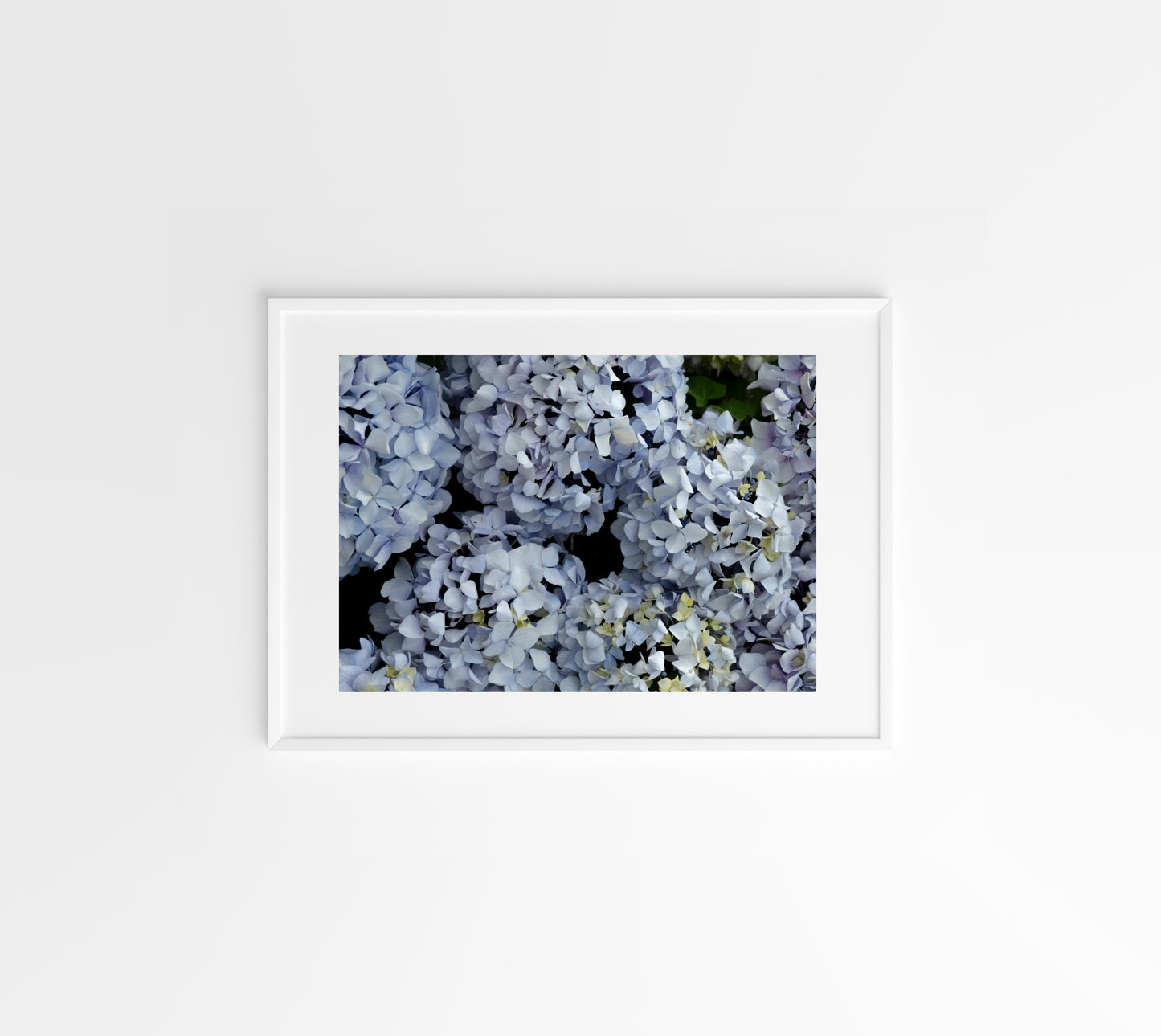 Blue Hydrangeas 01