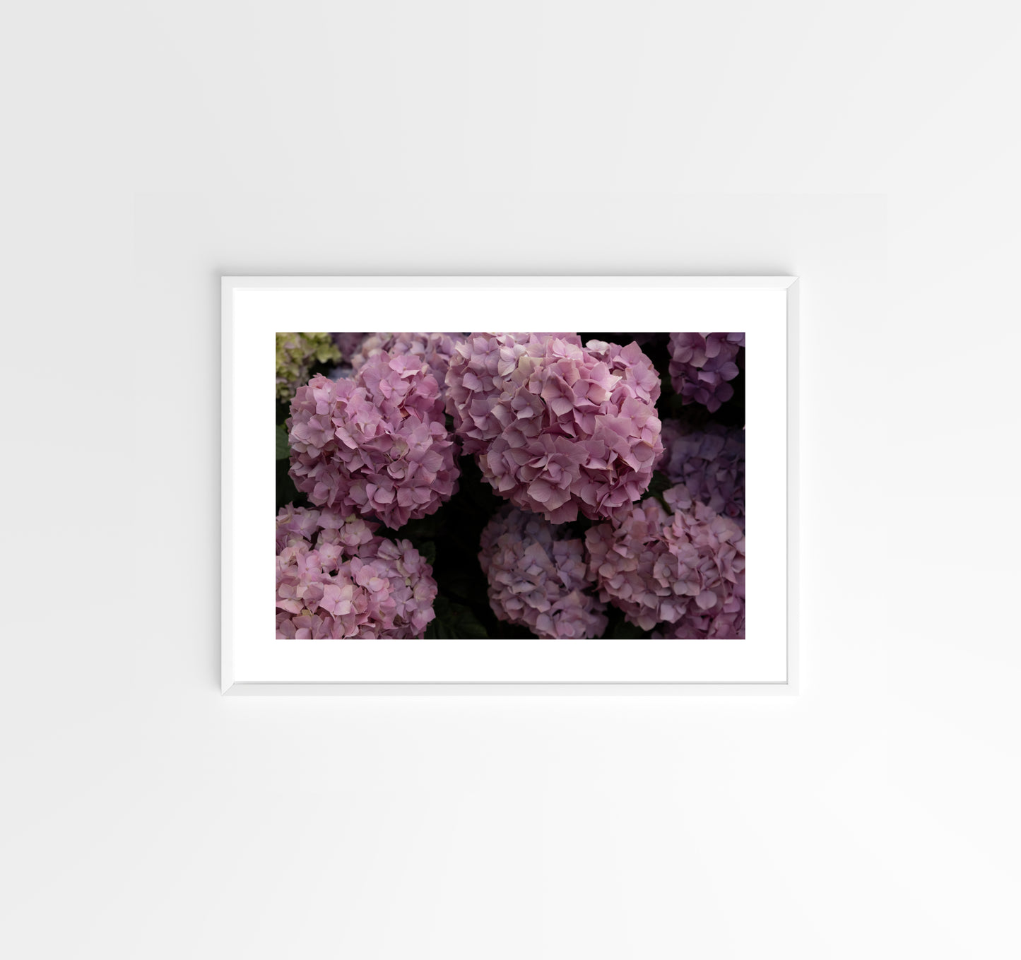 Pink Hydrangeas 02