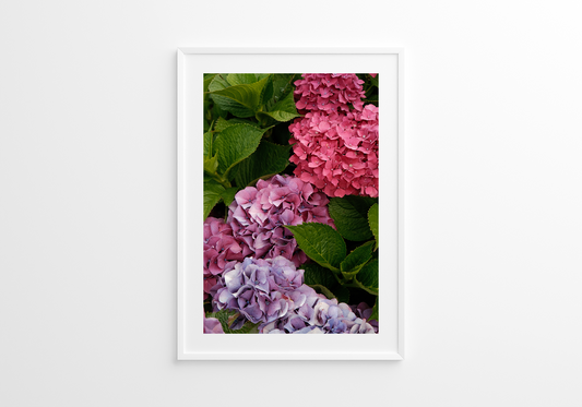 Pink Hydrangeas 03