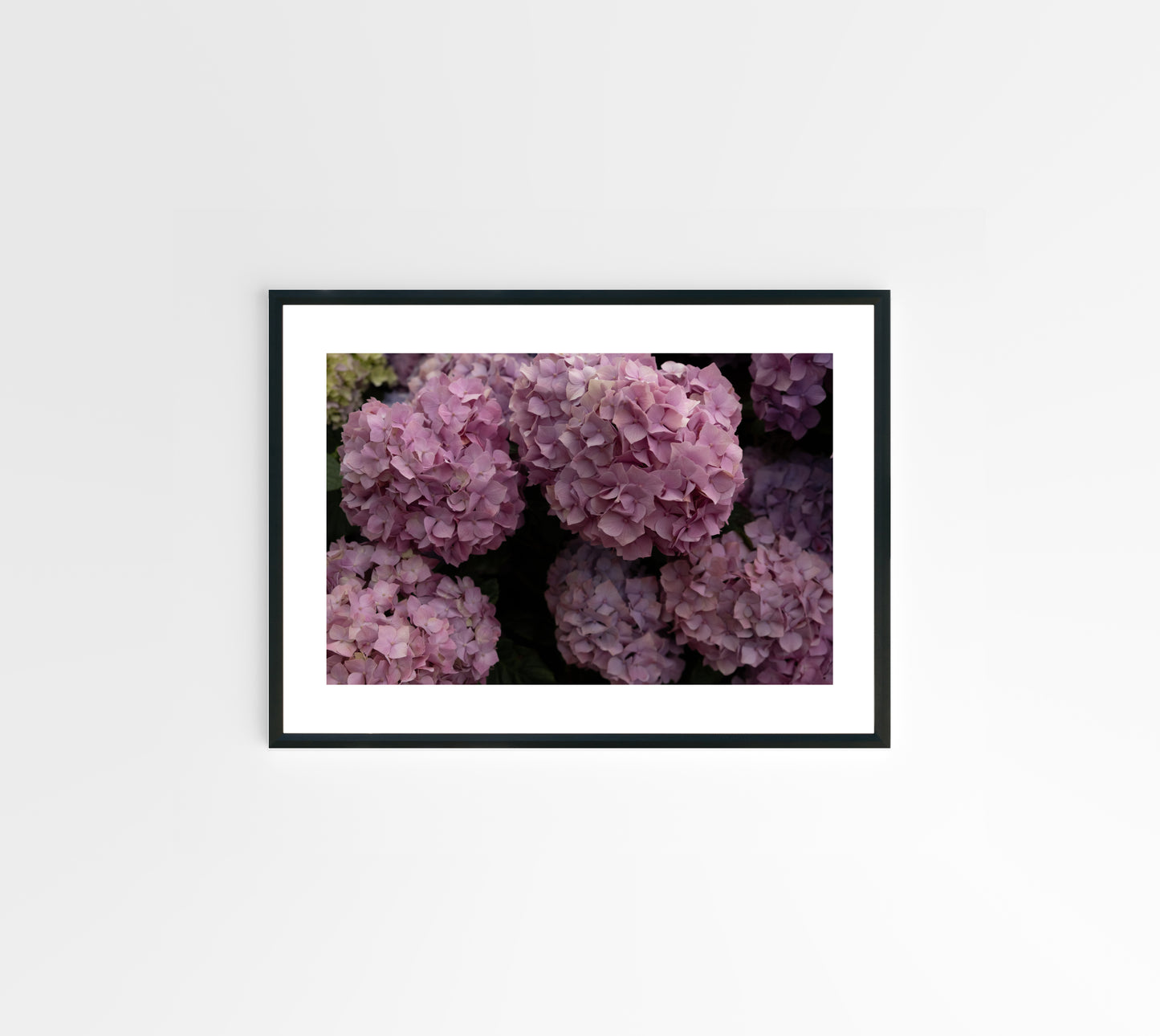 Pink Hydrangeas 02