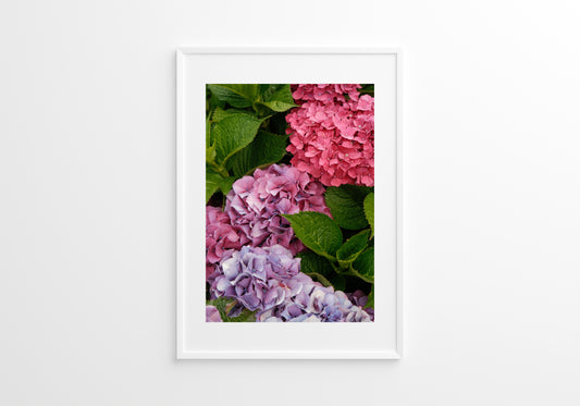 Pink Hydrangeas 03