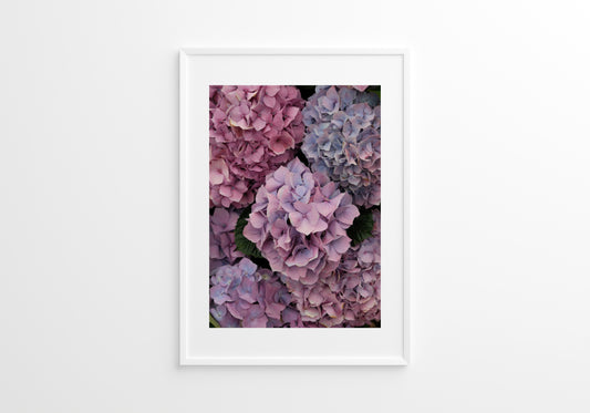 Pink hydrangeas 01