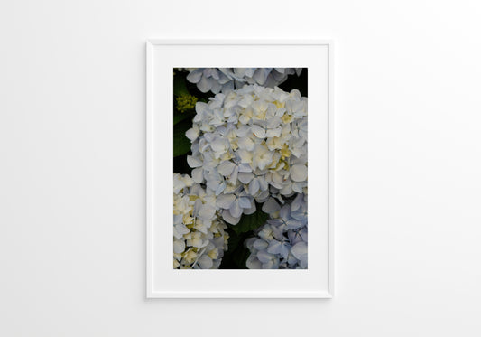 White Hydrangeas